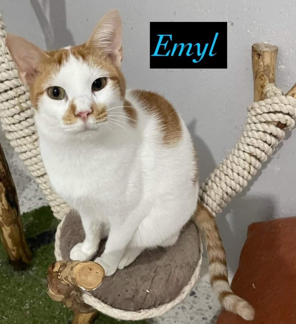 Katzenbild Startseite